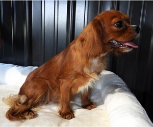 Mother of the Cavapoo puppies born on 06/13/2025