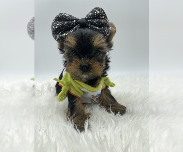 Medium Photo #7 Yorkshire Terrier Puppy For Sale in CORAL SPRINGS, FL, USA