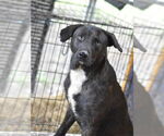 Small #3 Labrador Retriever-Plott Hound Mix