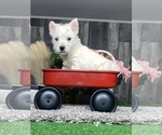 Small #5 West Highland White Terrier