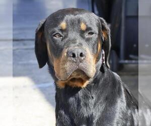 Rottweiler-Unknown Mix Dogs for adoption in San Antonio, TX, USA