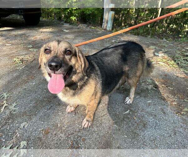 Medium Photo #1 Bagle Hound Puppy For Sale in Frenchburg, KY, USA