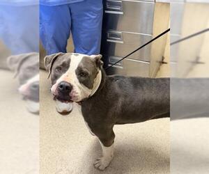 Mutt Dogs for adoption in Riverside, CA, USA