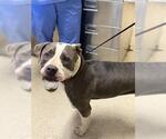 Small Mutt