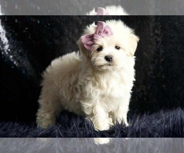 Medium Photo #93 Maltipoo Puppy For Sale in WARSAW, IN, USA