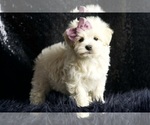 Small Photo #93 Maltipoo Puppy For Sale in WARSAW, IN, USA