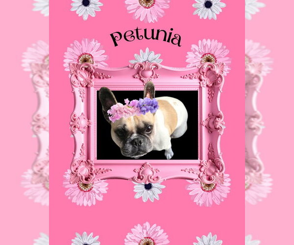 Medium Photo #2 French Bulldog Puppy For Sale in San Diego, CA, USA