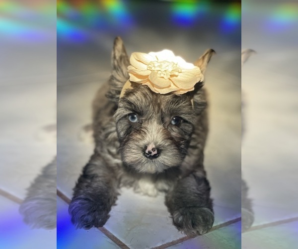 Medium Photo #2 Yorkshire Terrier Puppy For Sale in MIAMI, FL, USA