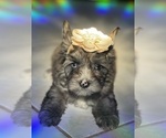 Small Photo #2 Yorkshire Terrier Puppy For Sale in MIAMI, FL, USA