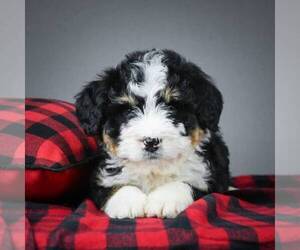Miniature Bernedoodle Puppy for sale in DALTON, OH, USA