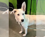 Small #2 German Shepherd Dog Mix