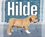 Small Photo #19 Olde English Bulldogge Puppy For Sale in NEOSHO, MO, USA