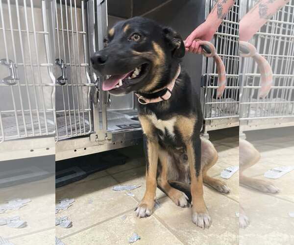 Medium Photo #1 German Shepherd Dog-Unknown Mix Puppy For Sale in Frenchburg, KY, USA