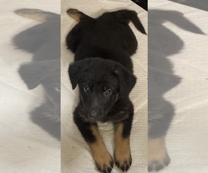 German Shepherd Dog Puppy for sale in NEW BEDFORD, MA, USA