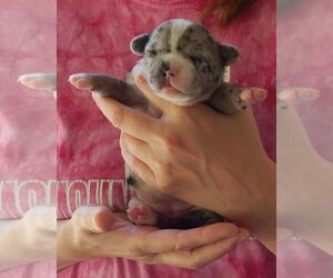 French Bullhuahua Puppy for Sale in SPRAGGS, Pennsylvania USA