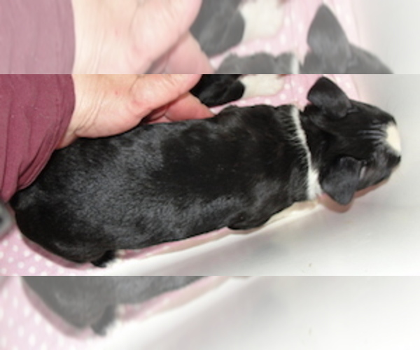 Medium Photo #4 Boston Terrier Puppy For Sale in CRKD RVR RNCH, OR, USA