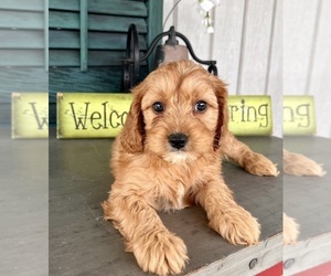 Cavapoo (Miniature) Puppy for sale in DUNDEE, OH, USA