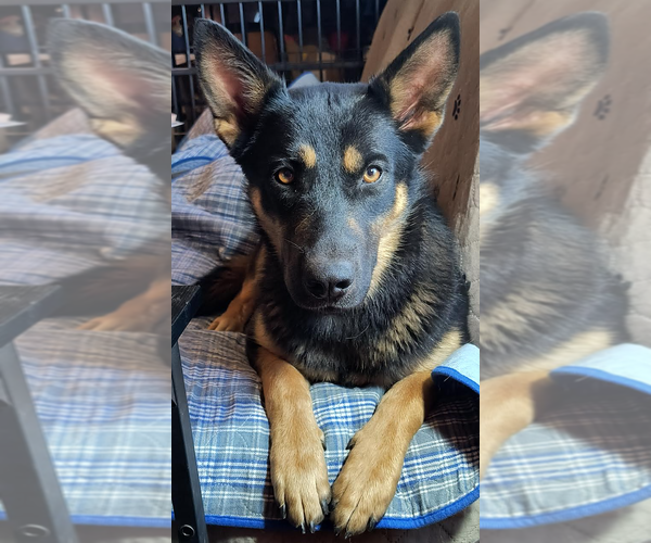 Medium Photo #2 Mutt Puppy For Sale in Kansas City, MO, USA