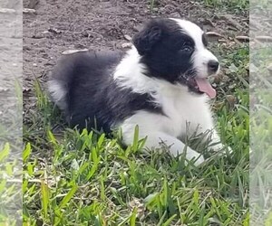 Australian Shepherd Puppy for sale in BROOKSVILLE, FL, USA