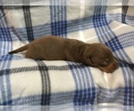 Small Photo #2 Dachshund Puppy For Sale in MIDDLETOWN, IN, USA