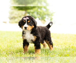 Small Photo #1 Bernese Mountain Dog Puppy For Sale in TOPEKA, IN, USA