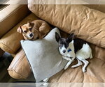 Small #5 Chihuahua