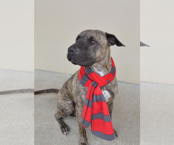 Medium Photo #1 Mutt Puppy For Sale in McKinney, TX, USA