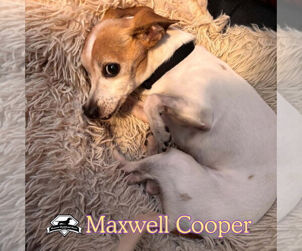 Medium Photo #5 Chiweenie Puppy For Sale in San Antonio, TX, USA