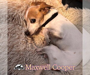Maxwell Cooper - Male Chiweenie Dog for Adoption - Photo #5
