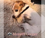 Small Photo #5 Chiweenie Puppy For Sale in San Antonio, TX, USA