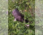 Small #2 Siberian Husky