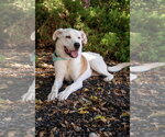 Small #10 Labrador Retriever Mix