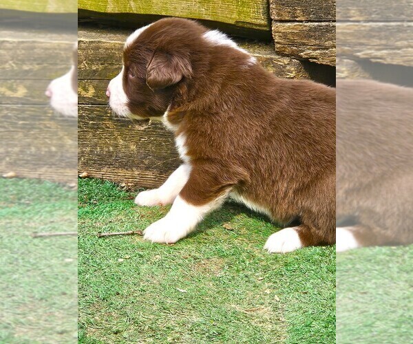 Medium Photo #12 Australian Shepherd Puppy For Sale in NELSON, VA, USA