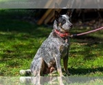 Small Photo #4 Australian Cattle Dog Puppy For Sale in MYRTLE BEACH, SC, USA