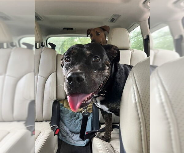 Medium Photo #2 Staffordshire Bull Terrier-Unknown Mix Puppy For Sale in Naples, FL, USA