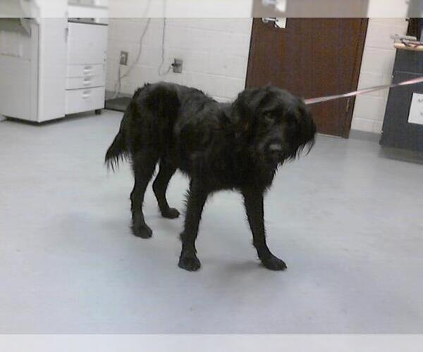 Medium Photo #1 Mutt Puppy For Sale in Fayetteville, NC, USA