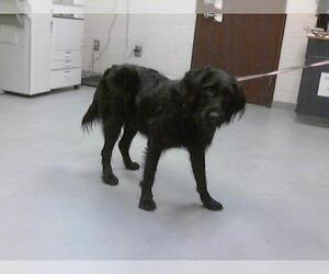 Mutt Dogs for adoption in Fayetteville, NC, USA