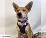 Small #2 Pembroke Welsh Corgi Mix