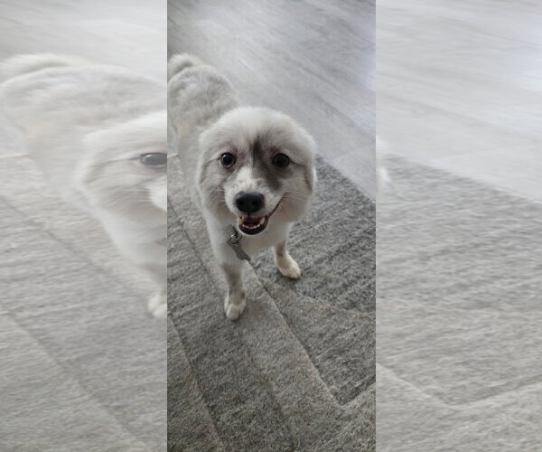 Medium Photo #3 Pomeranian Puppy For Sale in Sanford, FL, USA