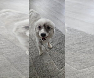 Gello FH - Male Pomeranian Dog for Adoption - Photo #3