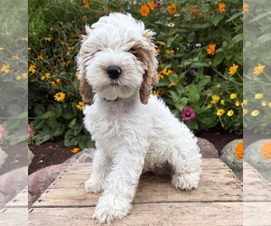 Cockapoo (Miniature) Puppy for sale in MIDDLEBURY, IN, USA