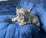 Small #17 French Bulldog