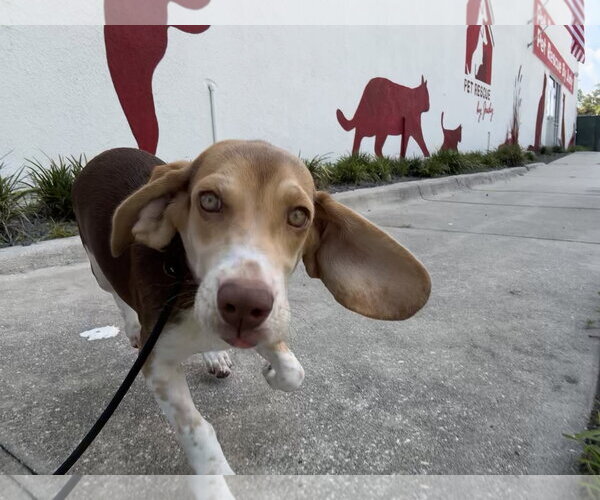 Medium Photo #7 Beagle Puppy For Sale in Sanford, FL, USA
