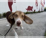 Small #6 Beagle