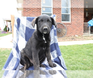 Norwegian Elkhound-Unknown Mix Puppy for sale in SHILOH, OH, USA