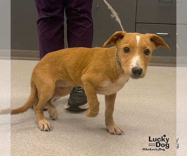 Medium Photo #3 Dachsador Puppy For Sale in Washington, DC, USA