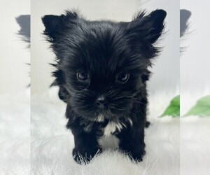 Biewer Terrier Puppy for sale in WEST PALM BEACH, FL, USA