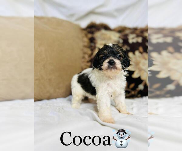 Medium Photo #8 Cockapoo Puppy For Sale in ALGOOD, TN, USA