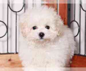 Maltipoo Puppy for sale in NAPLES, FL, USA