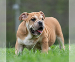 Small #13 Bulldog